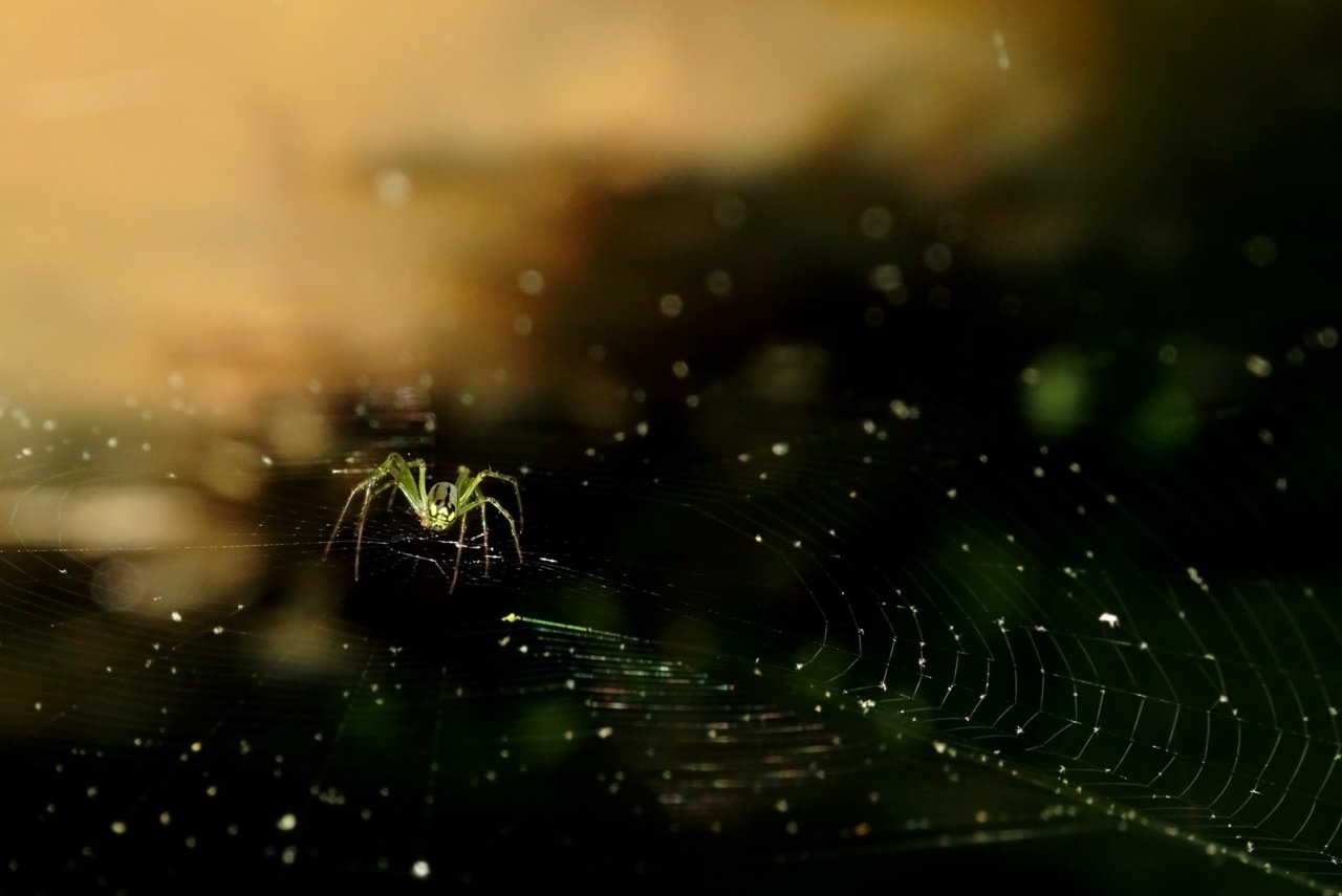 A Spider Carefully Crawling On Its Web